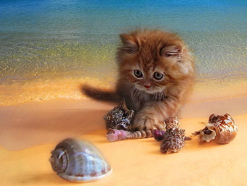 Playing with seashells, kitten, sea, sand, kitty, cat, fluffy, beach, water, seashells HD wallpaper