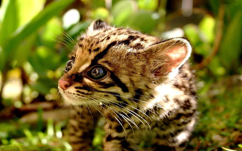 สัตว์ต่างๆ เสือชีตาร์ แมว หนุ่ม เด็ก ทีโอที โจอี้ แมวน้ำ วอลล์เปเปอร์ HD