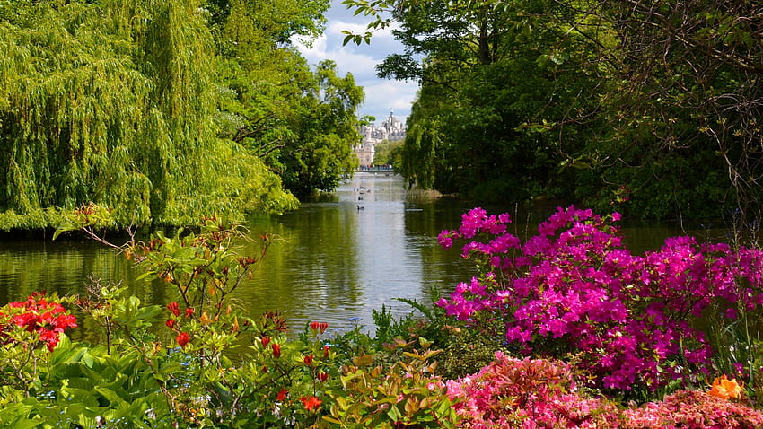 St. James's Park, Westminster, London, blossoms, reflections, rhododendrons, trees, uk, water, spring HD wallpaper