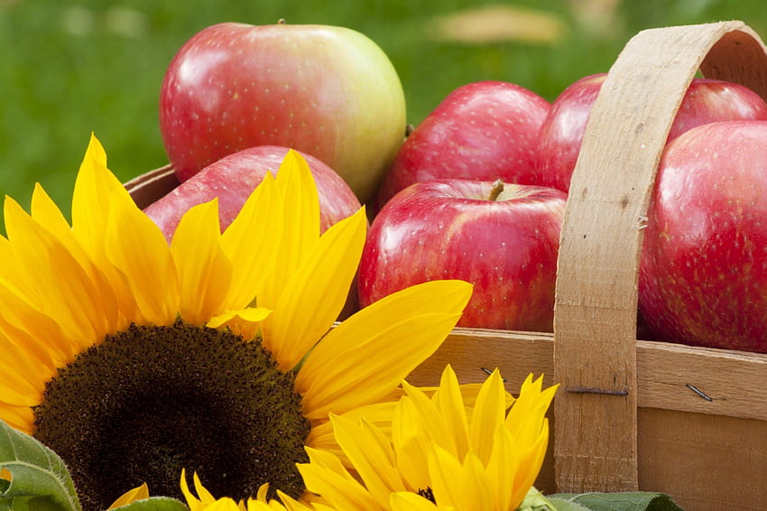 秋の恵み!、季節、りんご、感謝祭、ひまわり、黄色、秋、赤、祝福 高画質の壁紙