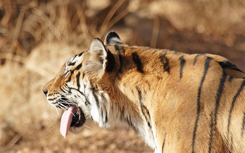 Animals, Muzzle, Striped, Tiger, Protruding Tongue, Tongue Stuck Out HD wallpaper