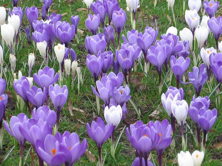 Purple - White Spring, purple, white, field, beautiful, flowers, corocuses HD wallpaper