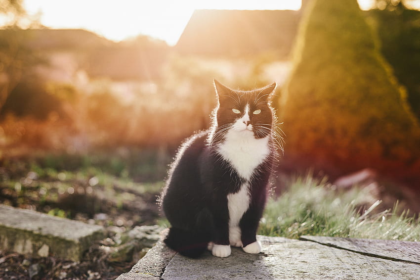 Tiere, Katze, gefleckt, fleckig, Sonnenlicht HD-Hintergrundbild