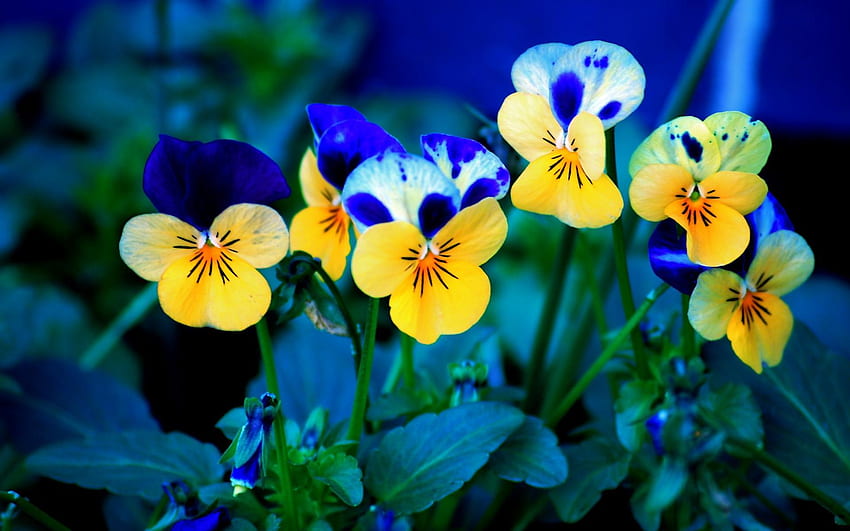 Pansey Blurers มีชีวิตชีวา ศิลปะดิจิตอล สวย pansies สีม่วง วิโอลา สีเหลือง ธรรมชาติ ดอกไม้ เศษส่วน วอลล์เปเปอร์ HD