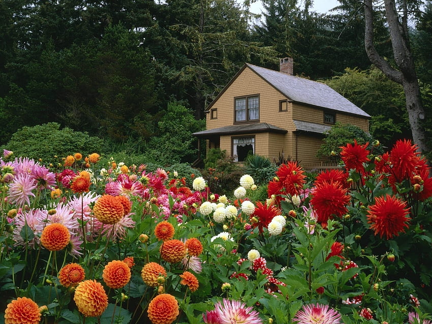 พืช, ภูมิทัศน์, ดอกไม้, บ้าน วอลล์เปเปอร์ HD