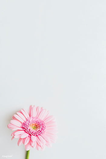 33 Cute Spring Wallpaper Ideas  A Daisy Wallpaper for iPhone I Take You   Wedding Readings  Wedding Ideas  Wedding Dresses  Wedding Theme