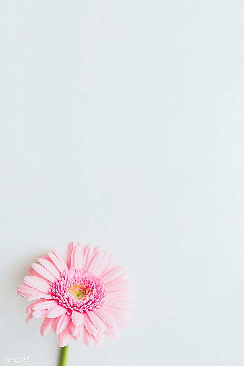 Pink Daisy Flower Background, Pink, Daisy, Flowers Background Image And  Wallpaper for Free Download
