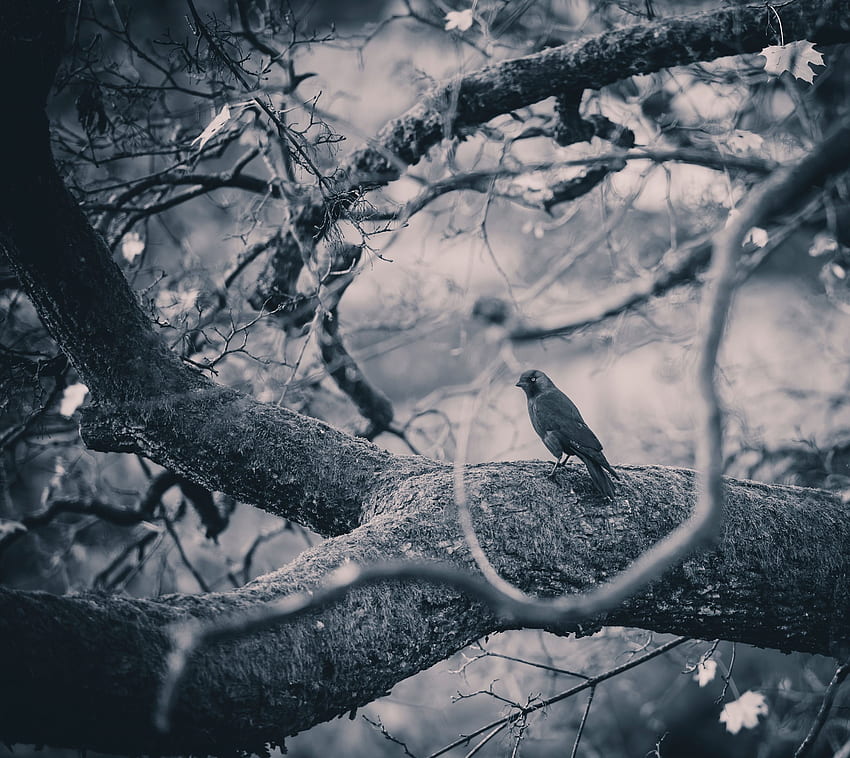 Tiere, Vogel, Holz, Baum, Äste, Bw, Chb, Krähe HD-Hintergrundbild
