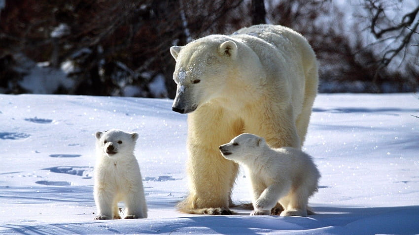 Tiere, Schnee, Spaziergang, Familie, Weißbären, Eisbären HD-Hintergrundbild