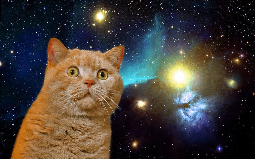 Космическа котка, галактична котка HD тапет