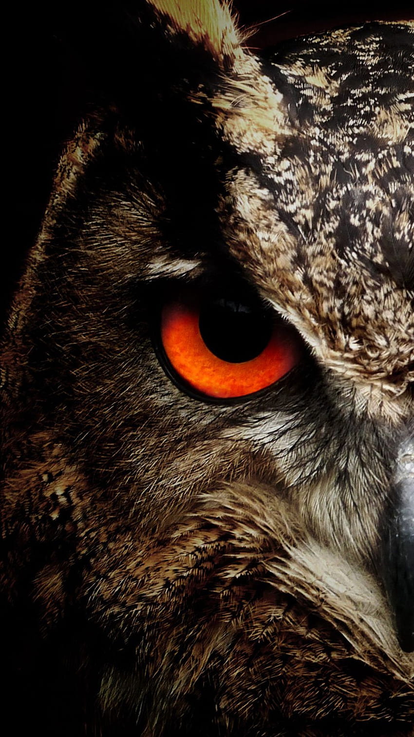 Night Owl For Your Mobile Phone .3585 HD phone wallpaper