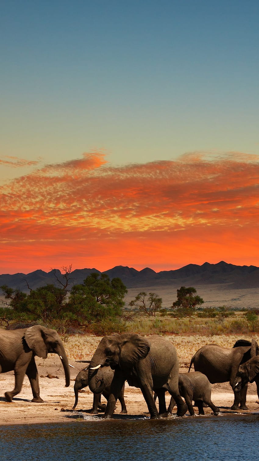 Cảnh đồng cỏ châu Phi là nơi định cư của những con thú hoang dã như sư tử, voi, hươu cao cổ và nhiều loại động vật khác. Với bầu trời mênh mông và các cây cối xung quanh, đồng cỏ châu Phi sẽ mang lại cảm giác thật sự riêng biệt cho bạn.