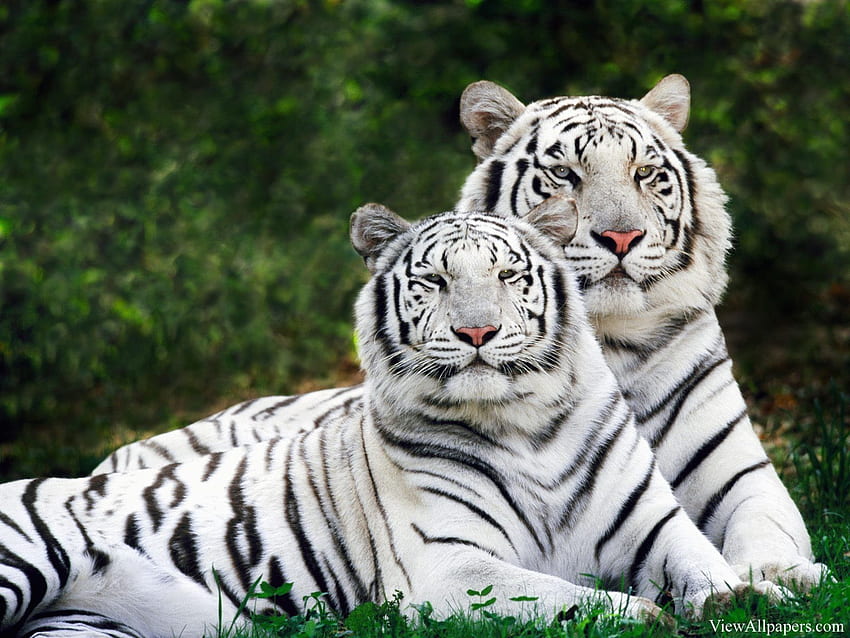 Bengal tiger white tiger HD wallpapers | Pxfuel