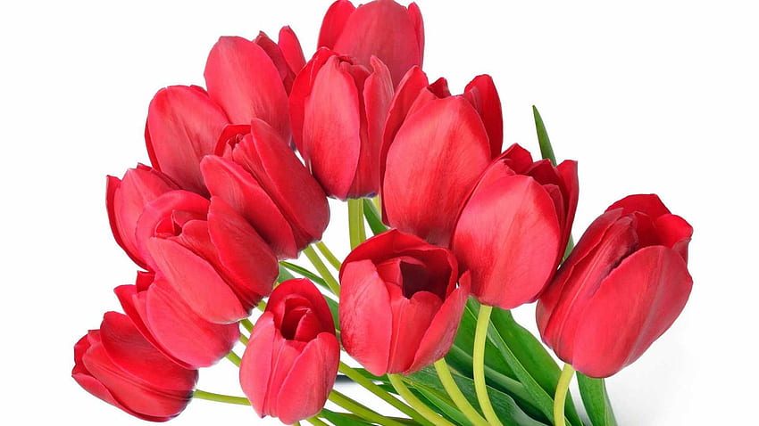 Red tulips, tulip, red, flowers, tulips, spring HD wallpaper