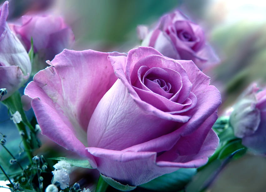 ดอกไม้ กุหลาบ ไลแลค โคลสอัพ ช่อดอกไม้ สีม่วง วอลล์เปเปอร์ HD