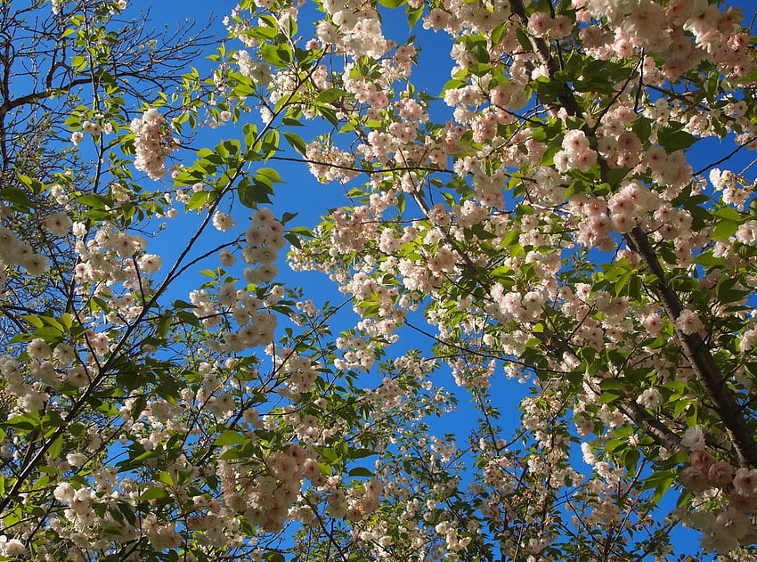 kwiaty, niebo, gałęzie, kwiat, kwitnienie, wiosna, nastrój Tapeta HD