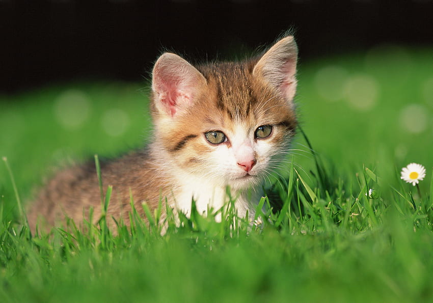 สัตว์ ดอกไม้ หญ้า คิตตี้ ลูกแมว วอลล์เปเปอร์ HD