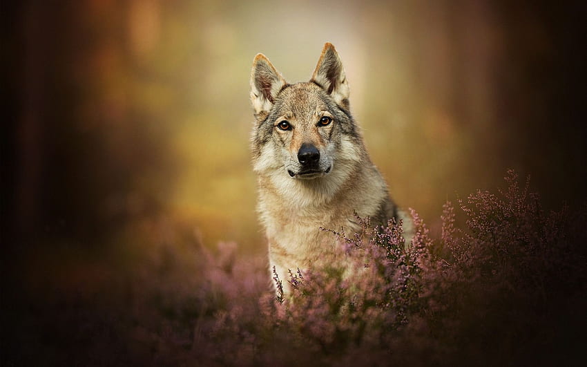 Czechoslovakian Wolfdog, bokeh, pets, forest, Canis Lupus HD wallpaper