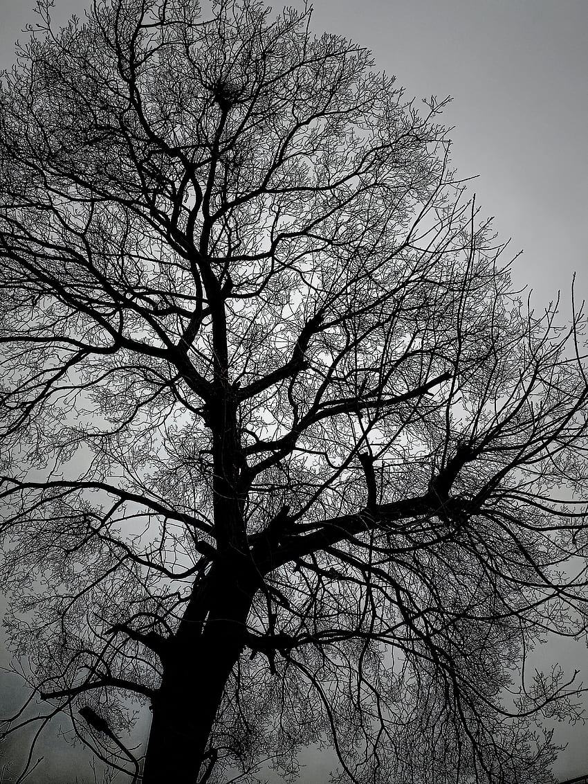 The black trees, atmosphere, love, sky, tree, autumn HD phone wallpaper