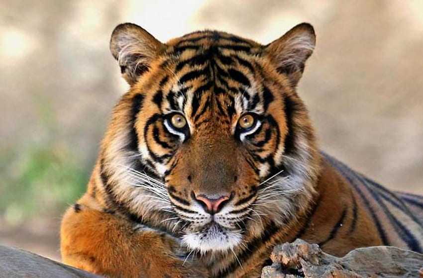 cara de tigre () fondo de pantalla