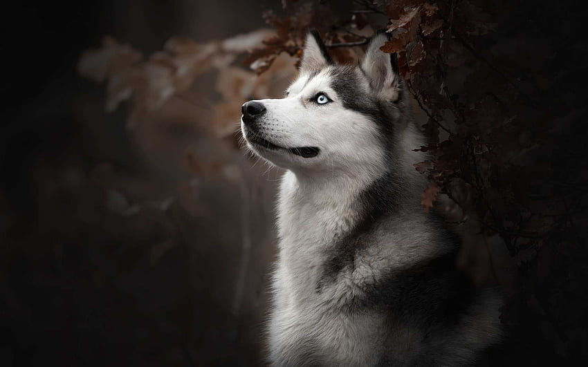 Siberian Husky Hunderasse (), Cool Husky HD-Hintergrundbild