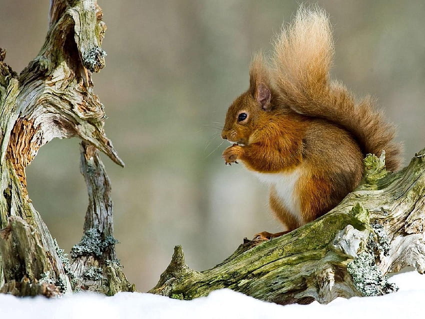 동물, 겨울, 다람쥐, 눈, 분기, 빨강 머리 HD 월페이퍼