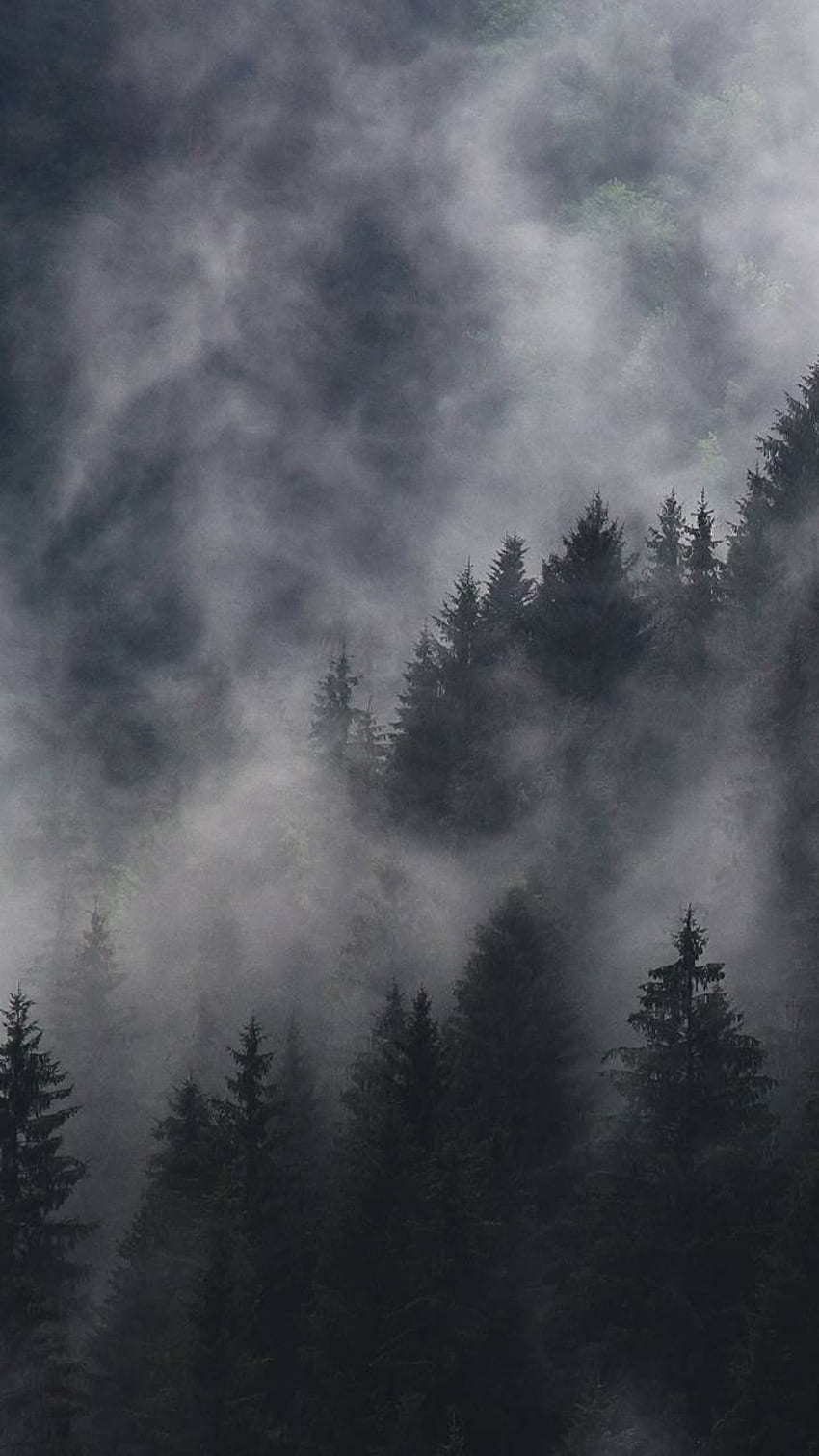 Foggy Forest by talpur93 - 25, Dark Misty Forest HD phone wallpaper
