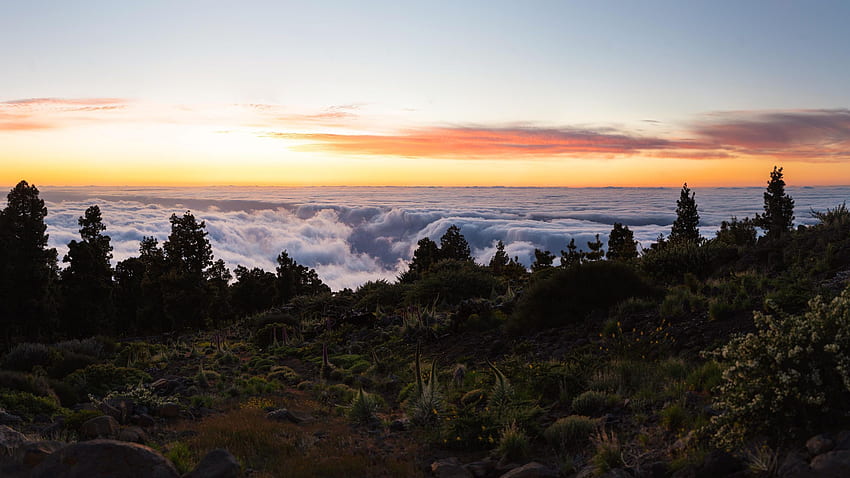 Поле на Tajinaste Rosado над облаците на Ла Палма, Канарски острови, изгрев, Испания, море, вълни, сутрин, цветове, дървета, небе HD тапет