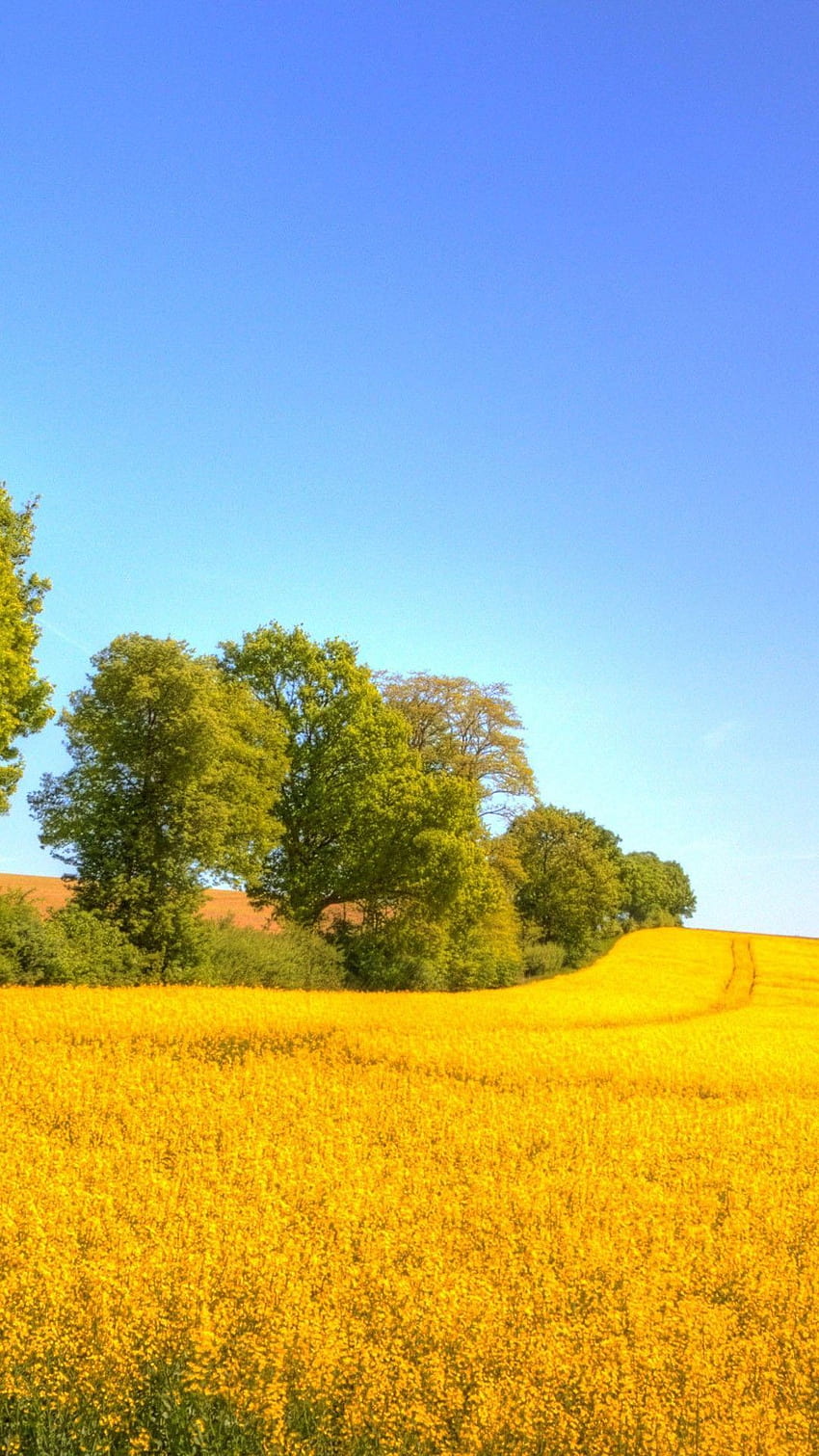 멋진 유채꽃 황금밭 HD 전화 배경 화면