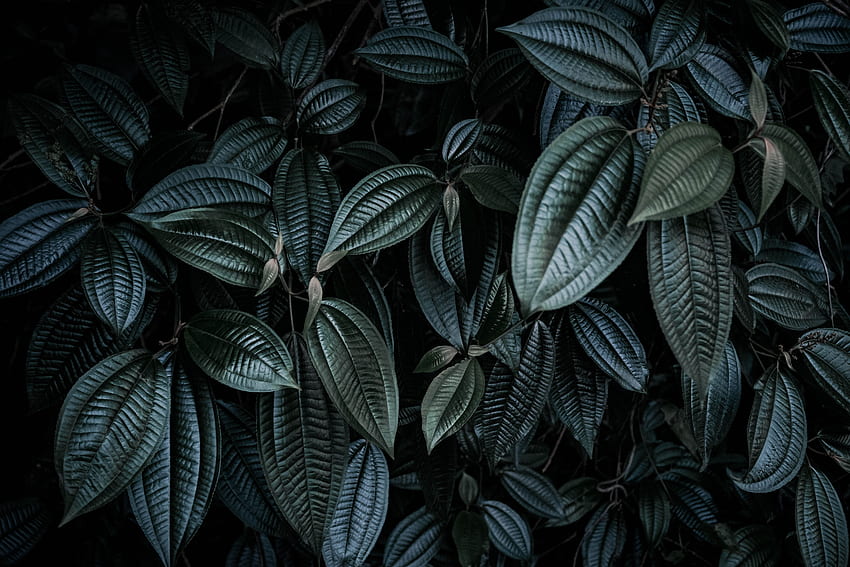 natura, liście, roślina, ciemność, gałęzie Tapeta HD