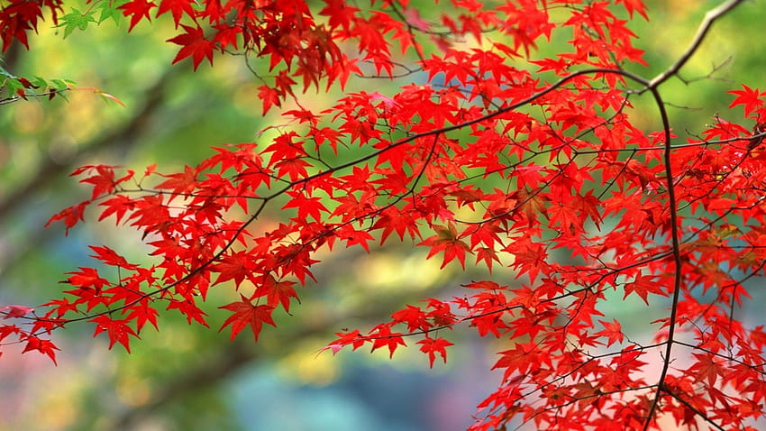 紅葉、秋、葉、庭、木 高画質の壁紙