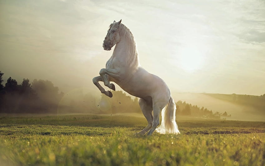 berpacu, kuda, alam, cantik Wallpaper HD