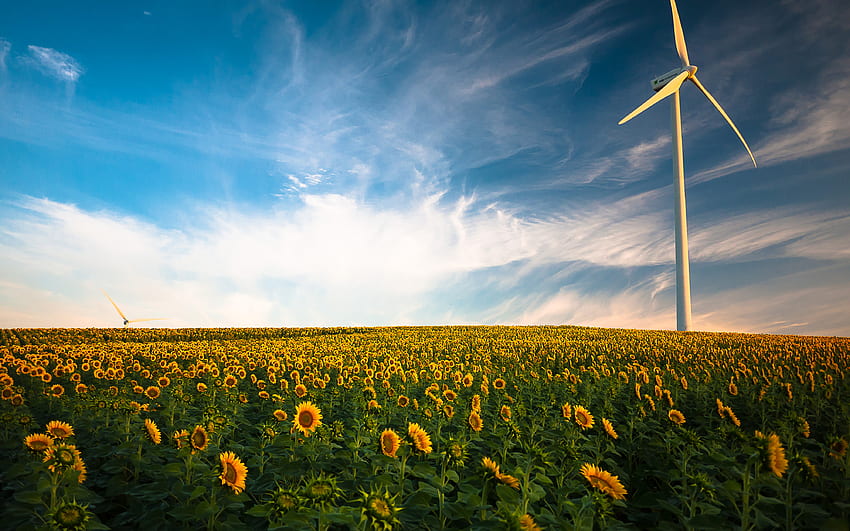 Wind turbine Sunflower field . HD wallpaper