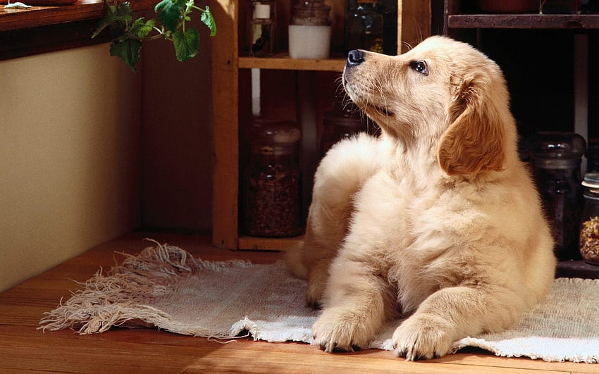 Süßer Labrador, süß, Labrador, Tiere, Hunde, süß HD-Hintergrundbild