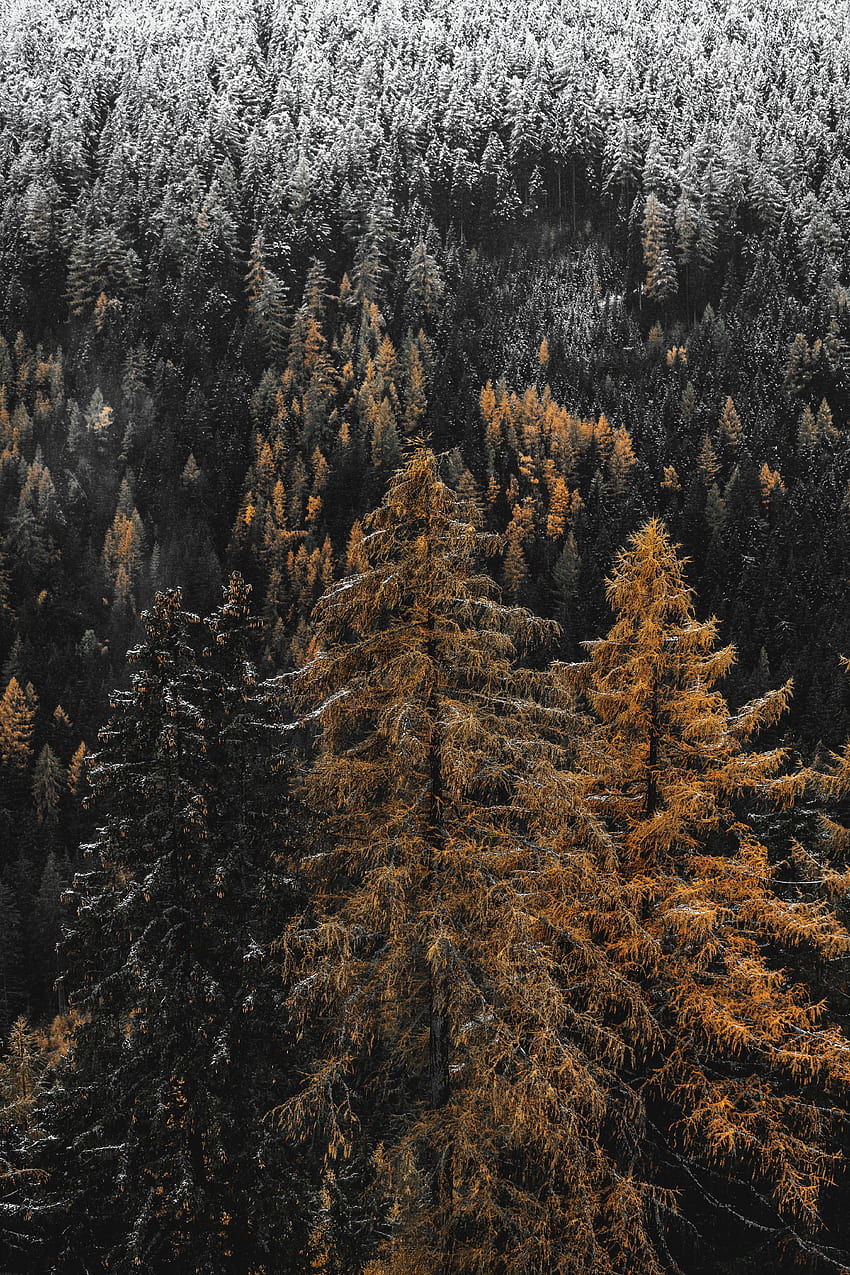 Nature, Trees, Pine, Snow, Forest, Needles HD phone wallpaper