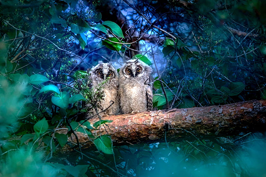 Owls, magestic, nature, forest, beauty, blue, night, birds, graphy, Karits HD wallpaper