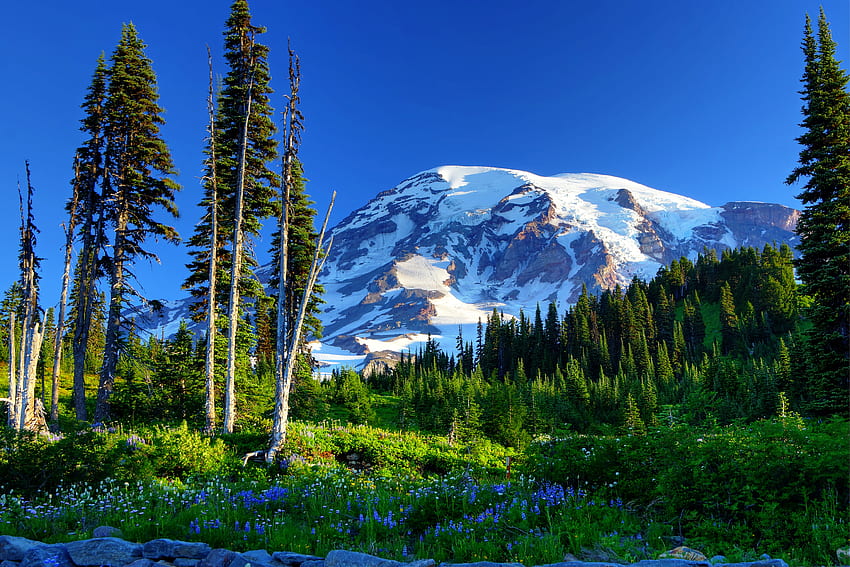Natur, Blumen, Bäume, Gras, Berge, Schnee, USA, Vereinigte Staaten, Hang, Mount Rainier HD-Hintergrundbild