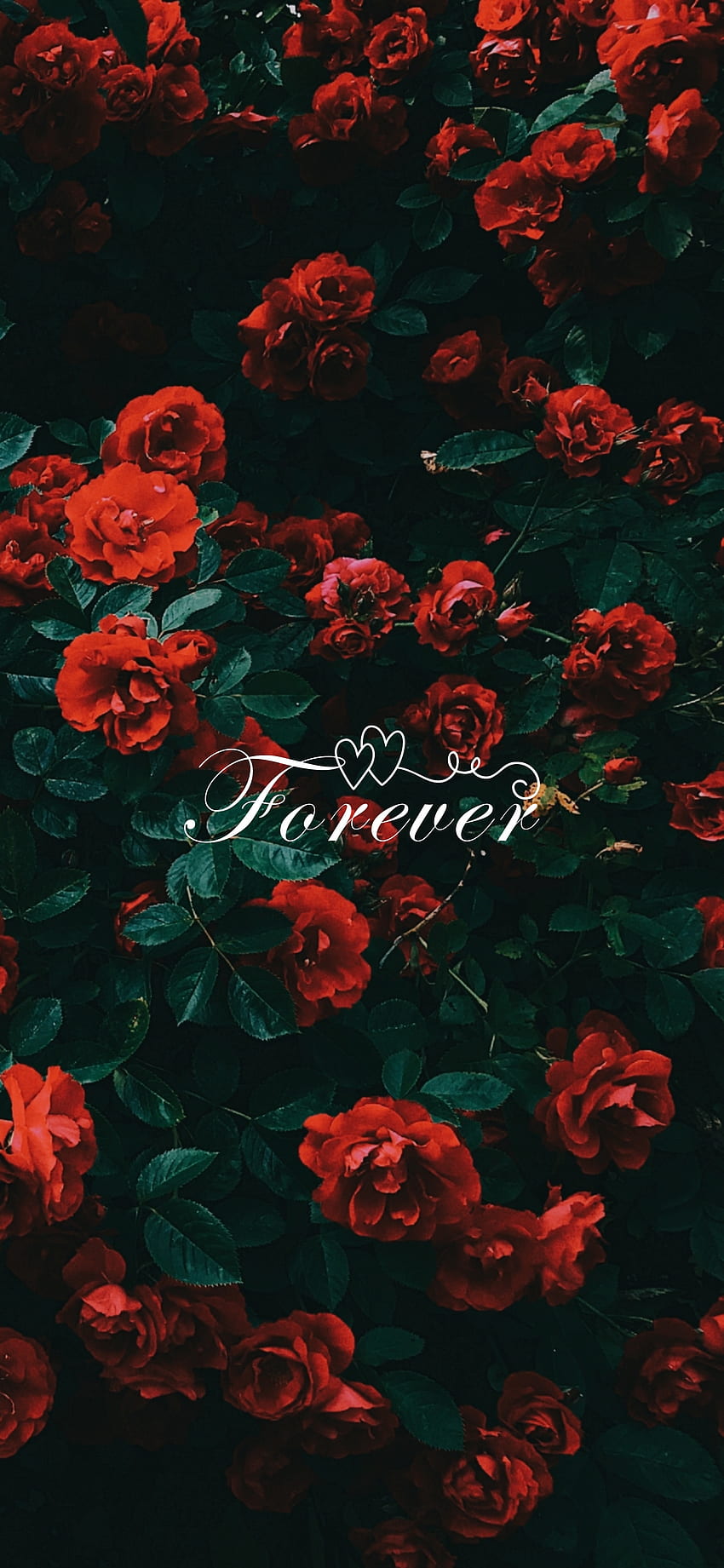 Forever, floral, hybrid tea rose, love, red, forever', , flower HD phone wallpaper