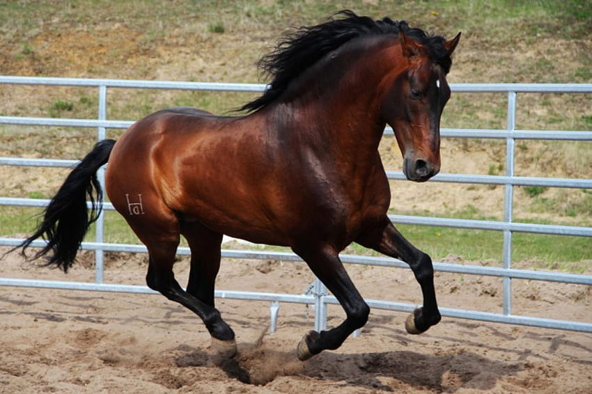 pure Kraft, mares, horses, cavalos, stallions HD wallpaper