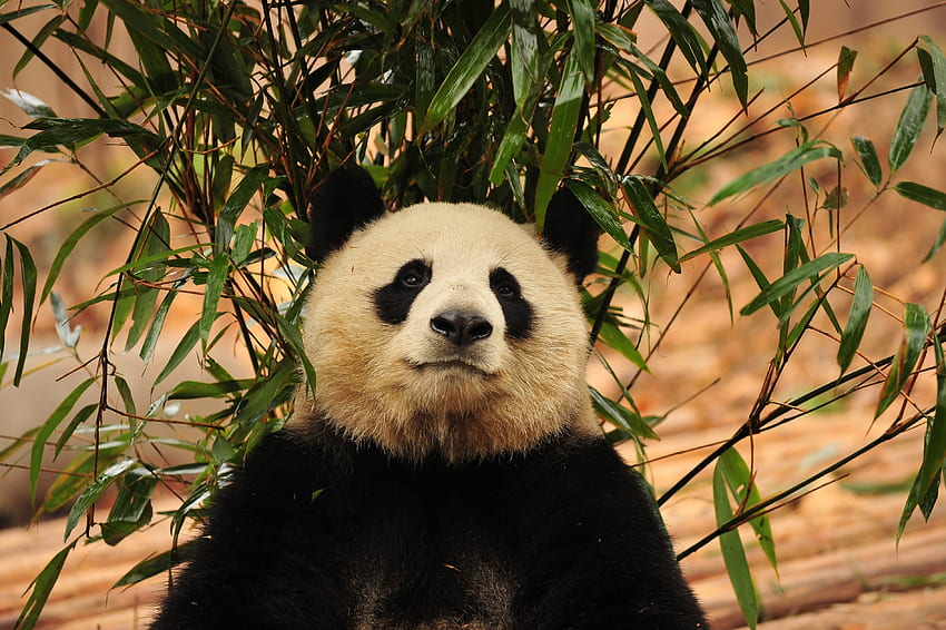 Animaux, Ours, Bambou, Panda Fond d'écran HD