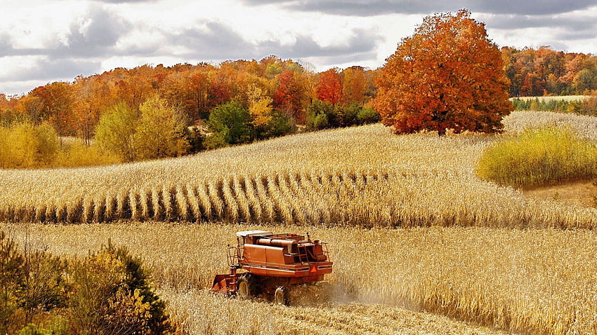 가을, 옥수수, 수확, 미시간, 캐딜락, 옥수수밭 / 그리고 모바일 배경 HD 월페이퍼