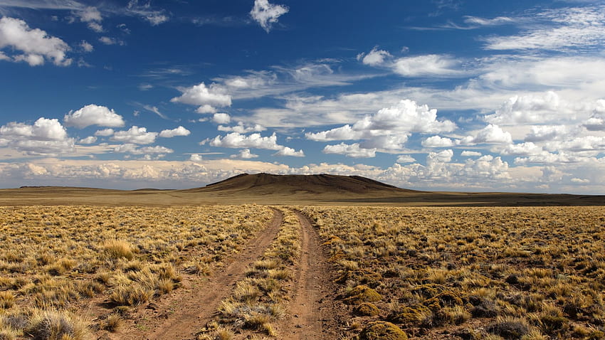 desierto, camino, vegetación Lleno fondo de pantalla