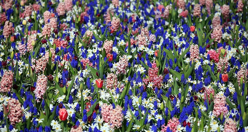 Blumen, Tulpen, Blumenbeet, Blumenbeet, Frühling, Hyazinthen, Muskari, Muscari HD-Hintergrundbild