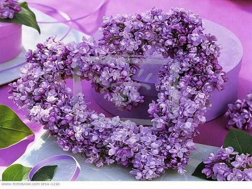 Corazón Púrpura, hermoso, caja de regalo, pétalos de flores. fondo de pantalla