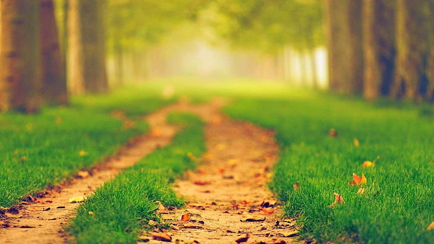 nature, Path, Blurred / and Mobile Background HD wallpaper