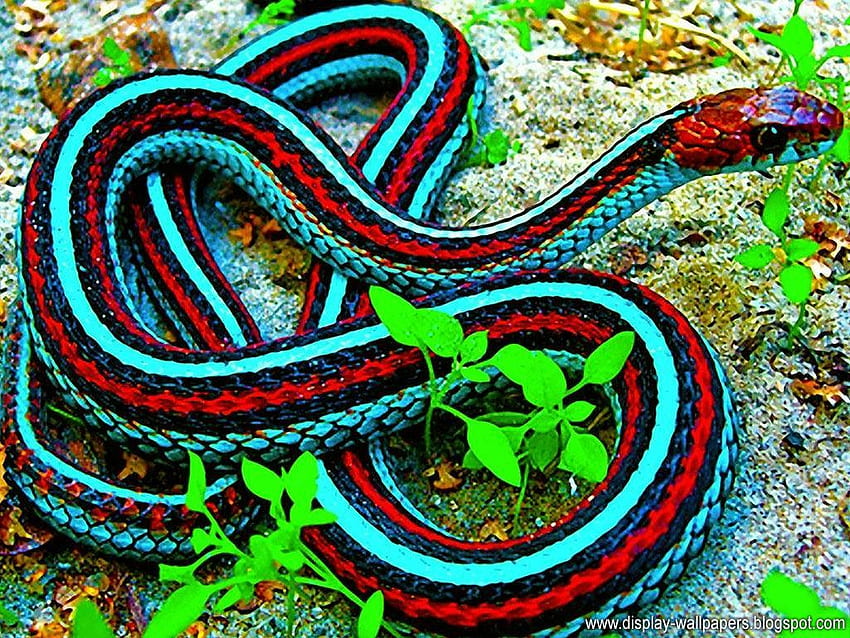 Serpente mozzafiato per Naldz Graphics 1024×768 Di Snake 57 Wallpap. Serpente, figo, serpente, cucciolo di serpente Sfondo HD