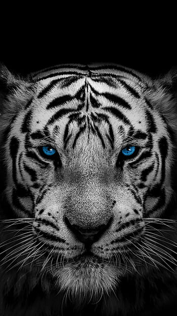 blue eyes tiger wallpaper by Sphinxlars  Download on ZEDGE  abea