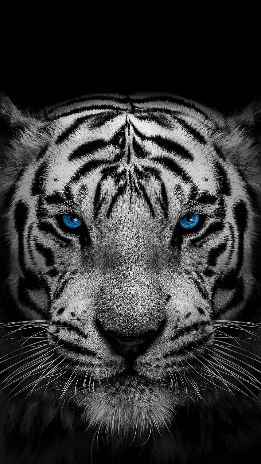 Бял тигър, око, глава, сини очи, животно, диво HD тапет за телефон