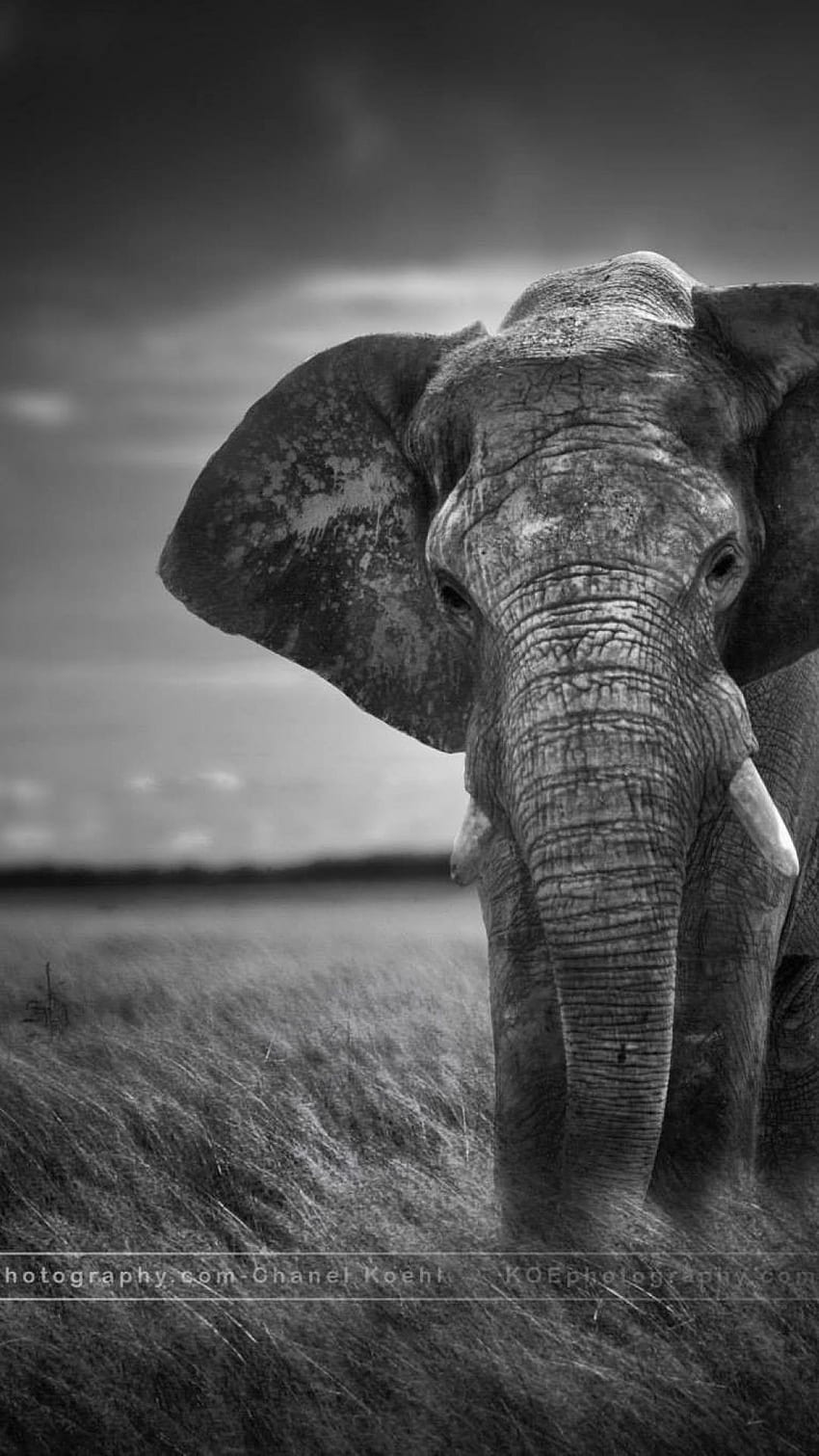 Elephants Safari Africa Nature phone wallpaper Insert your photos text  ID414402