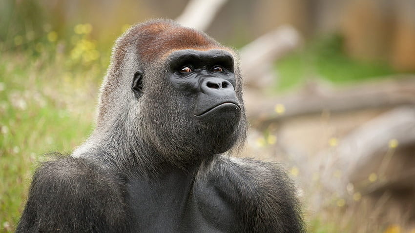 A Gorilla Monkey is in Angry Mode and Staring Amazingly , Evil Monkey HD wallpaper